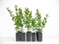 Syzygium Australe 'Bush Christmas'