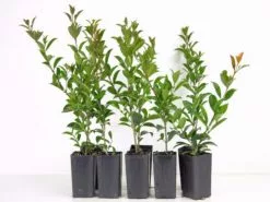 Syzygium Elegance Lilly Pilly