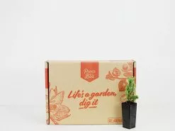 Juniperus Procumbens Nana -Plants in a Box Sales Shop plants in a box 6030 4a3ae836 0462 417d aaf7 c6d20544c02a