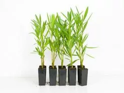 Nerium Oleander "Madonna"