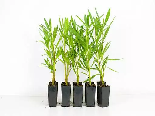 Nerium Oleander "Madonna" 3 Nerium Oleander "Madonna"