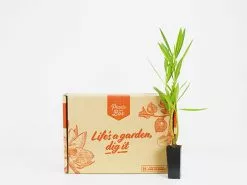 Nerium Oleander "Madonna" 9 Nerium Oleander "Madonna" -Plants in a Box Sales Shop plants in a box 6074 5973de86 7771 4aae b66e c75f31ec6777