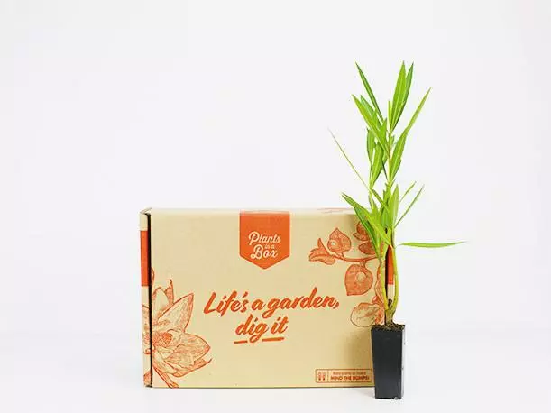 Nerium Oleander "Madonna" 6 Nerium Oleander "Madonna" - Image 4