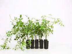 Pandorea Jasminoides Alba