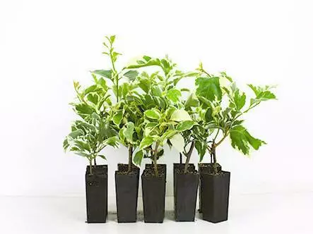 Bougainvillea Evita 4 Bougainvillea Evita - Image 2