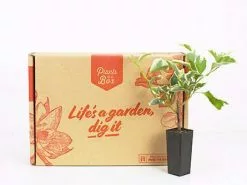 Bougainvillea Evita 7 Bougainvillea Evita -Plants in a Box Sales Shop plants in a box 6116 568e3a33 bd33 489c a689 9012849bc204