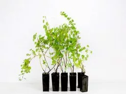 Bauhinia Corymbosa 9 Bauhinia Corymbosa -Plants in a Box Sales Shop plants in a box 6148 7caa0a7e f24b 4af9 a235 8b4d2659ec7e