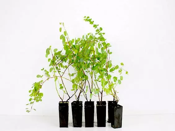 Bauhinia Corymbosa 5 Bauhinia Corymbosa - Image 3