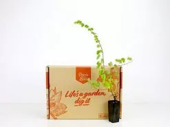 Bauhinia Corymbosa 11 Bauhinia Corymbosa -Plants in a Box Sales Shop plants in a box 6149 fe65acac fa90 4b6d b924 d04593e87666