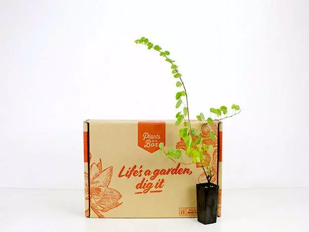 Bauhinia Corymbosa 7 Bauhinia Corymbosa - Image 5