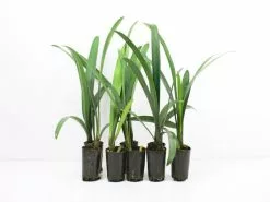 Clivia Miniata Cream