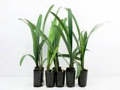 Clivia Miniata Peach