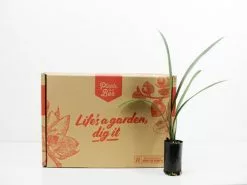 Clivia Miniata Peach -Plants in a Box Sales Shop plants in a box 7437 bbe91ef5 3d9e 4f37 8d31 b90cd1f2fdbf