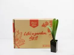 Clivia Miniata Belgium Hybrid -Plants in a Box Sales Shop plants in a box 7448 4f0641b9 7ed8 48a8 8543 a284e80dc425