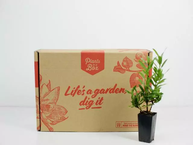 Ixora Dwarf Yellow 5 Ixora Dwarf Yellow - Image 3