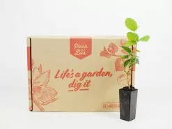 Jasminum"Chinese Emperor" -Plants in a Box Sales Shop plants in a box 7581 d3ddbb34 e028 4c2e 8cff 66597df159bd