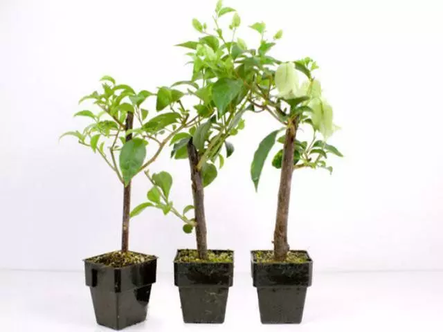 Bougainvillea Chitra - 85mm 4 Bougainvillea Chitra - 85mm - Image 2