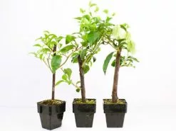 Bougainvillea Smartie Pants 10 Bougainvillea Smartie Pants -Plants in a Box Sales Shop plants in a box 7601 Edit 1cf07303 4bc3 4d66 a439 42b4622a1d2b