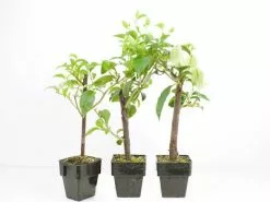 Bougainvillea White Cascade - 85mm