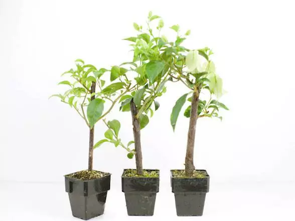 Bougainvillea White Cascade - 85mm 3 Bougainvillea White Cascade - 85mm