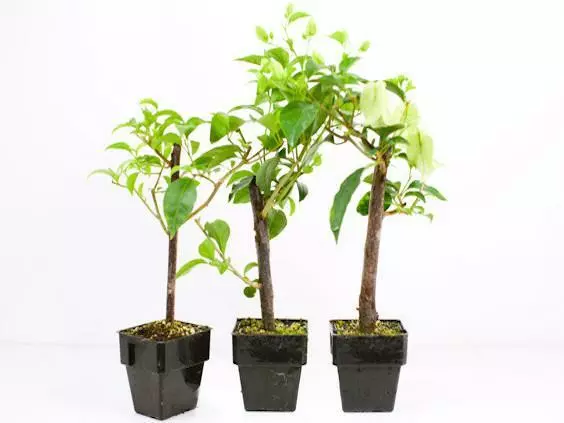 Bougainvillea Smartie Pants - 85mm 5 Bougainvillea Smartie Pants - 85mm - Image 3