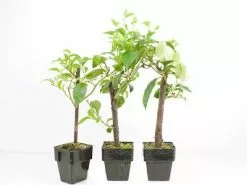 Bougainvillea Quite White - 85mm