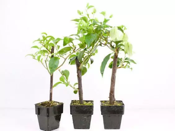 Bougainvillea Tiny Tina - 85mm 4 Bougainvillea Tiny Tina - 85mm - Image 2