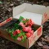 Assorted Box Of Bougainvillea -Plants in a Box Sales Shop plantsinabox 6208