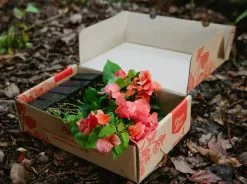 Assorted Box Of Bougainvillea
