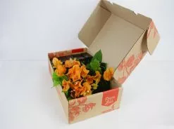 Assorted Box Of Bougainvillea -Plants in a Box Sales Shop plantsinabox 6227 Edit