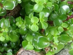 Portulacaria Afra -Plants in a Box Sales Shop portulacaria afra 4e58060e 5a26 4a3e 8c75 6d982e1b7a1c