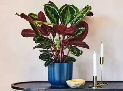 Elho Eco Friendly â™»ï¸Gift Box - Pick Your Own Houseplant 13 Elho Eco Friendly â™»ï¸Gift Box - Pick Your Own Houseplant - Image 11