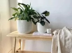 Elho Eco Friendly â™»ï¸Gift Box - Pick Your Own Houseplant 41 Elho Eco Friendly â™»ï¸Gift Box - Pick Your Own Houseplant -Plants in a Box Sales Shop post 464893908