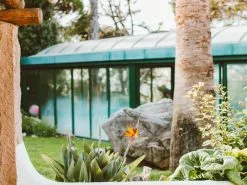 Strelitzia Reginae - Bird Of Paradise 85mm -Plants in a Box Sales Shop potted green plant beside white wall 1546650 1