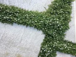 Pratia Pedunculata -Plants in a Box Sales Shop pratia b9d3dfd2 c3ab 4fe9 8979 4e661f4c8126