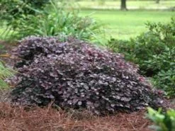Loropetalum Chinense Purple Pixie™ ‘PEACK’ Pbr 8 Loropetalum Chinense Purple Pixie™ ‘PEACK’ Pbr -Plants in a Box Sales Shop purple pixie 1 bd7e6111 0068 4808 8a67 10c6e4f948d1