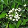 Native Gardenia Atractocarpus Fitzalanii -Plants in a Box Sales Shop randia fitzalanii flower