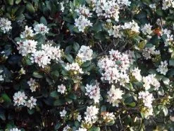 Cosmic Whiteâ„¢ Rhaphiolepis Indica â€˜RAPH01â€™ Pbr -Plants in a Box Sales Shop rhaphiolepisindica62 a1d17988 d2d0 4f9a 8790 21b2eea0d67e