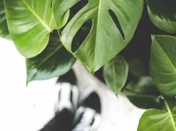 Monstera Deliciosa Tauerii - 85mm