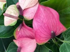 Anthurium Baby Purple
