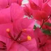Bougainvillea Salsa - 85mm 2 Bougainvillea Salsa - 85mm -Plants in a Box Sales Shop salsa boug