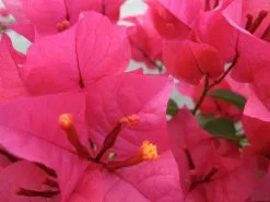 Bougainvillea Salsa - 85mm