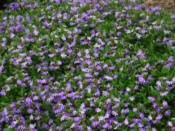 Scaevola Albida Mauve Clusters -Plants in a Box Sales Shop scaevola aemula1 4faf6807 272c 4928 96c5 4637158cd472