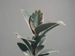 Ficus Elastica Ruby Variegated Rubber Tree -Plants in a Box Sales Shop scott webb EoRhamEVuoE unsplash b61f492a e905 4f49 b75c f99e4f9a08a3