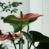 Anthurium Andreanum Small Talk Pink -Plants in a Box Sales Shop shanon palomino salinas pY90mtGnirw unsplash af9d0587 464a 49df 879e f84f463e1cfc