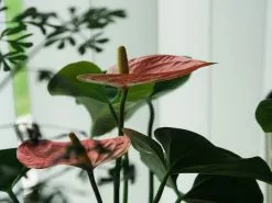 Anthurium Andreanum Small Talk Pink