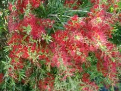 Mixed Callistemon Box -Plants in a Box Sales Shop slim 3 6e7d1ed1 ff3c 42b8 b4d2 ad00c6c1802a 1