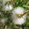 Callistemon Snow Burst â€˜CNU07â€™ PBR -Plants in a Box Sales Shop snowburst download4 f53156fa 8ffe 4cef 9e75 6964f6aac6a3