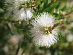 Callistemon Snow Burst â€˜CNU07â€™ PBR