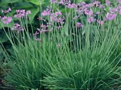Tulbaghia Violacea -Plants in a Box Sales Shop society garlic tulbaghia violacea 475c2c20 8838 4dbf b130 1d52b3d18256